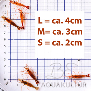 Lysmata_wurdemanni_size_Bild3