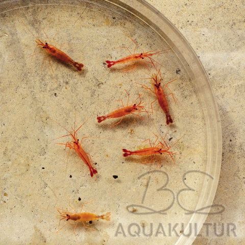 Lysmata_wurdemanni_sizeS