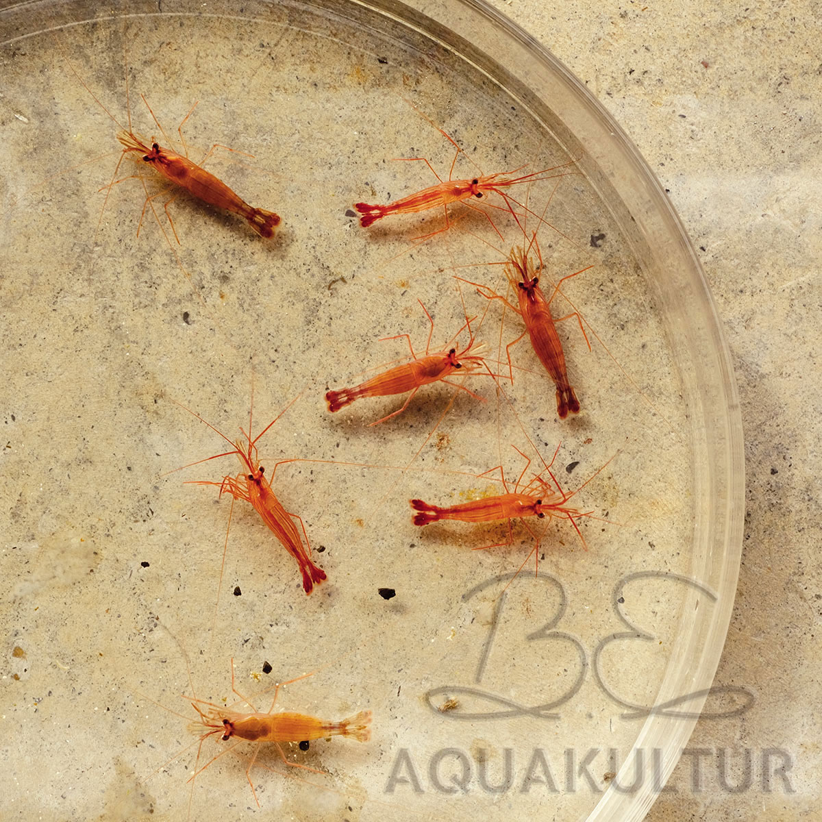 Lysmata_wurdemanni_sizeS