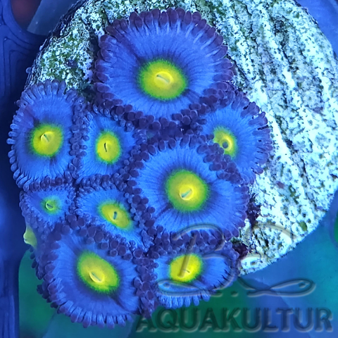 Zoanthus AOI