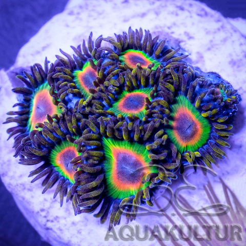 Zoanthus Rasta