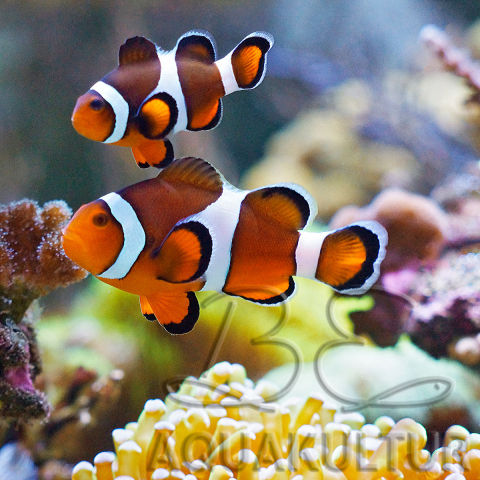 Clownfisch_1