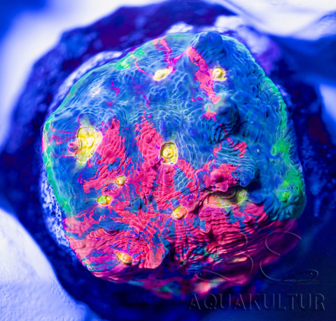 pavona cactus neon green