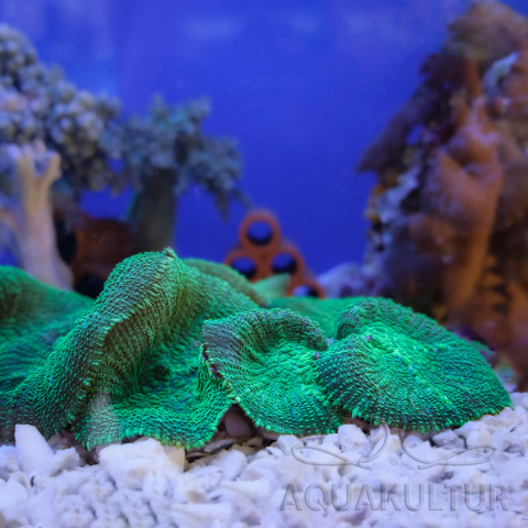 Rhodactis green