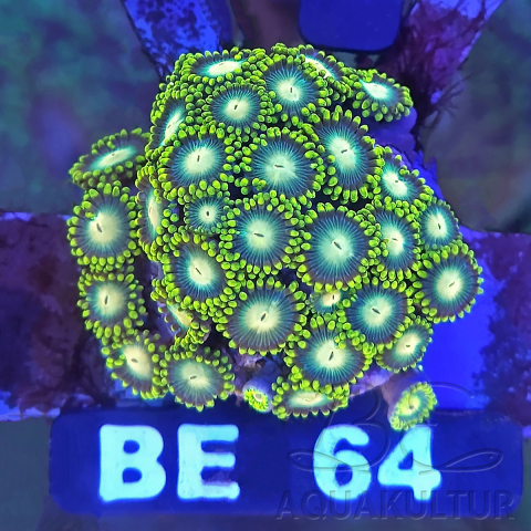 Zoanthus lemon lime