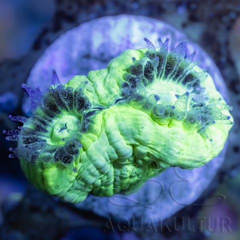 Caulastraea furcata neongruen_4