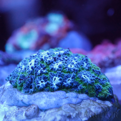 Lepastrea blau
