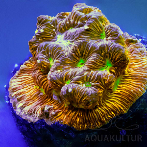 Leptoseris jack o lantern