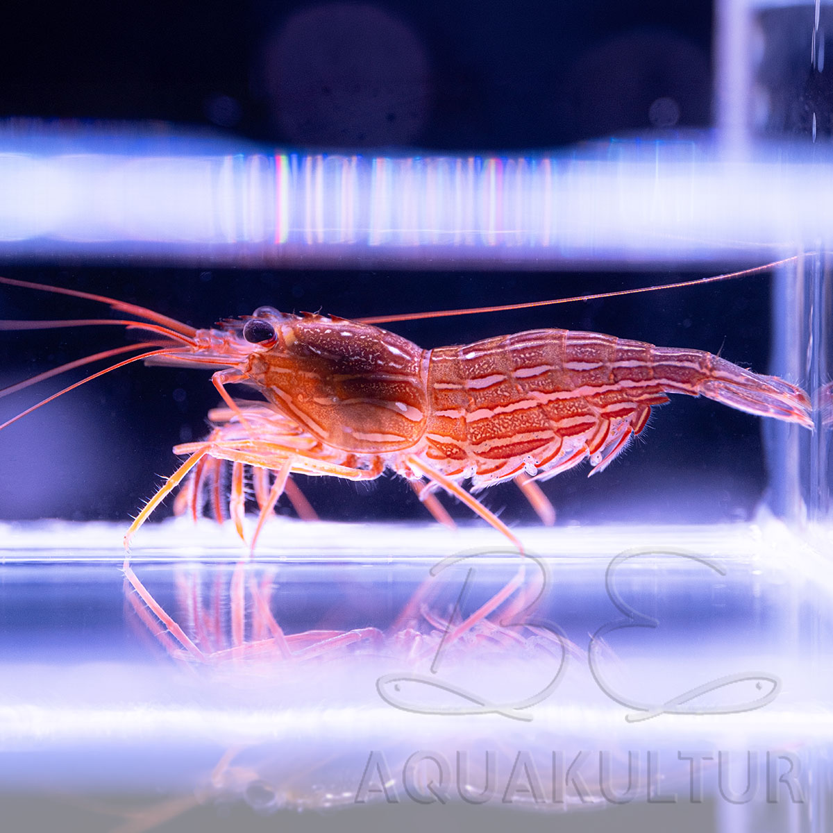 Lysmata seticaudata