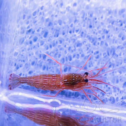 Lysmata seticaudata