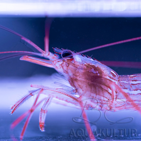 Lysmata seticaudata
