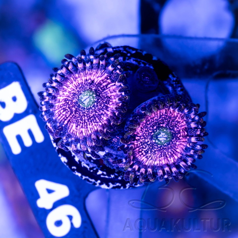 Zoanthus pink zipper